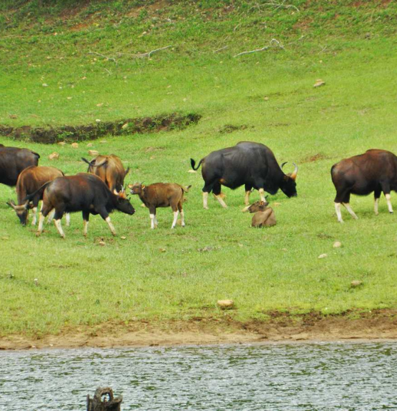 Trishna Wildlife Tour